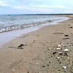 Spokojne kąpielisko na mierzei wiślanej. Delikatne fale obmywają piaszczysty brzeg, na którym leżą muszelki i kawałki drewna.