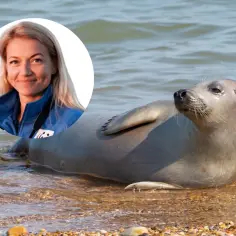 Uśmiechnięta kobieta w okręgu obok foki na plaży. Widać, jak wygląda foka: jej gładkie, szare futro i mokra skóra.