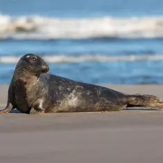 Szara foka leży na plaży, zastanawiając się, ile żyją foki. W tle widać błękitne morze i białe fale.