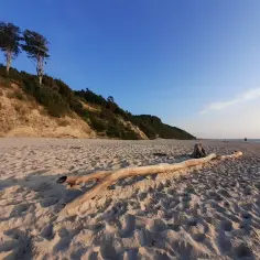 Plaża z klifem i drzewami. Na piasku leży powalone drzewo. Dębina atrakcje to idealne miejsce na spacer.