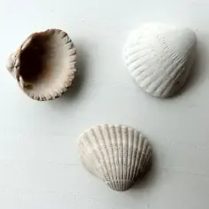 Jakie muszle występują w Bałtyku? Zaskakujące gatunki na plażach