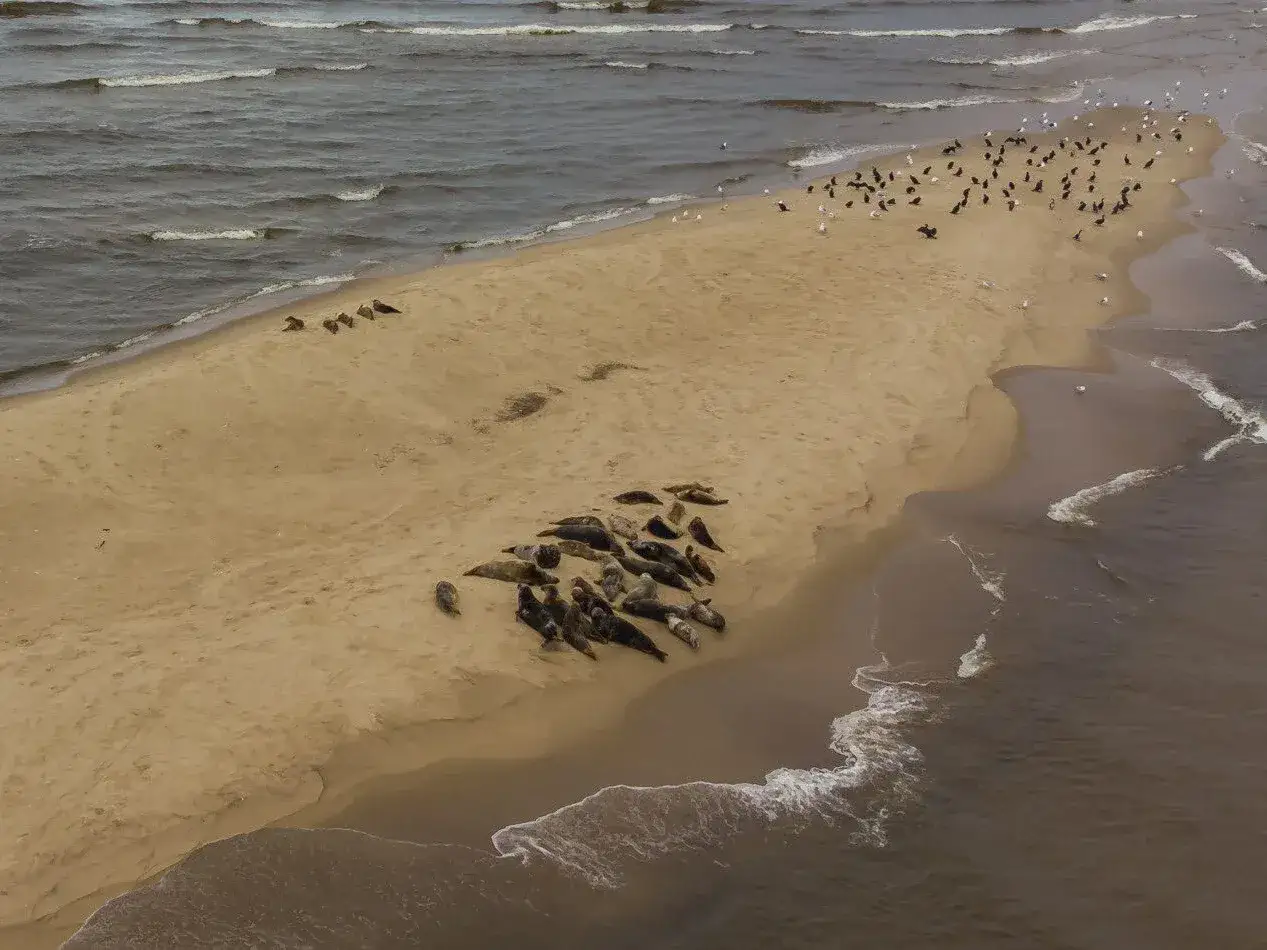 Na piaszczystej plaży odpoczywa stado fok, pokazując, jak wygląda foka w swoim naturalnym środowisku. W tle widać ptaki morskie.