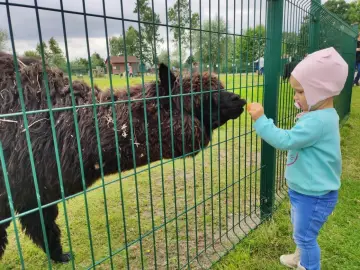Dziecko karmi alpakę przez zielone ogrodzenie w zoo.