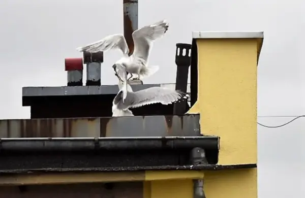 Mewy w mieście? Dlaczego nie są już tylko ptakami wybrzeża